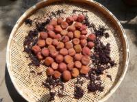 出会ってくれて有り難う〜♪梅干しクン