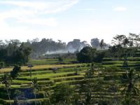 バリのよくある田園風景 緑がまぶしい バリのよくある田園風景 緑がまぶしい