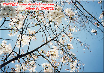 弟子作品その２『桜は空に向かう』春日丘公園にて、